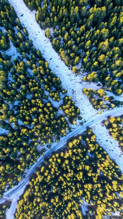道路周围绿树的航空摄影